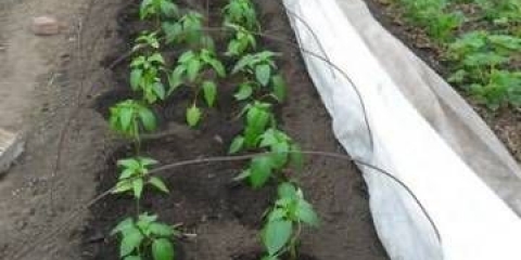 Kada saditi sadnice patlidžana na uralu